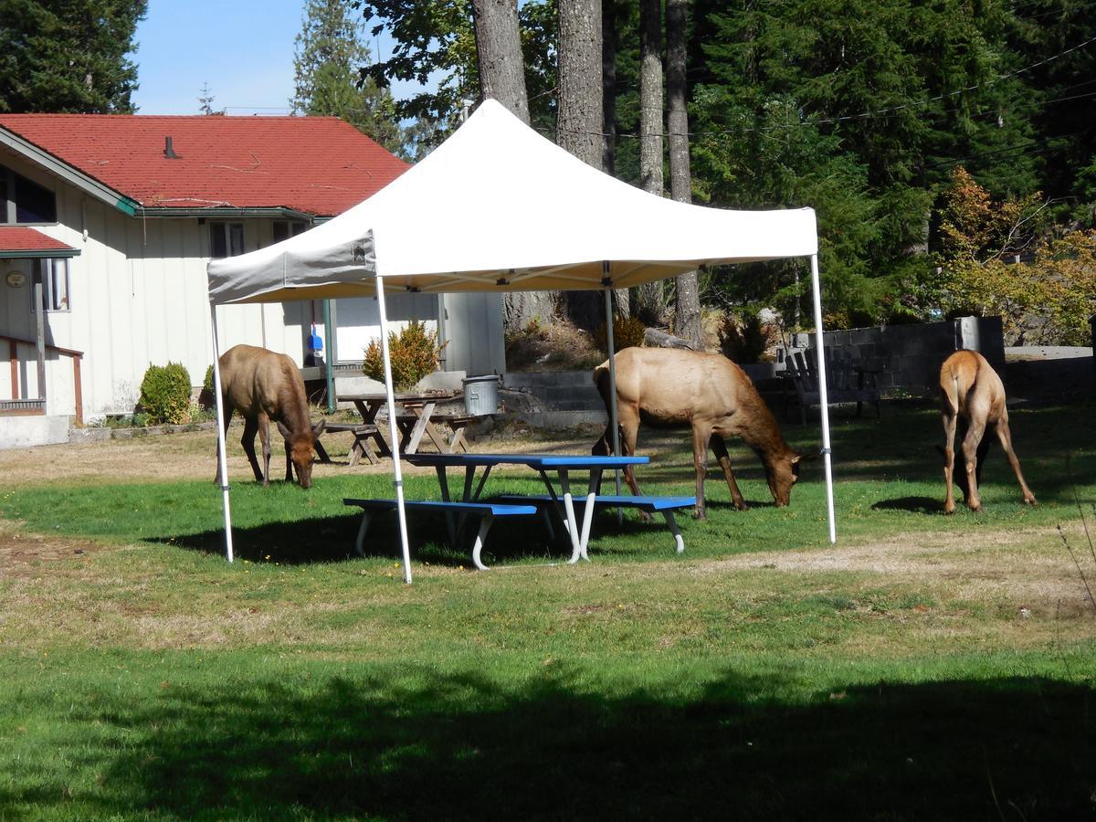 Mountain View Lodge - No Pets Allowed Packwood Bagian luar foto